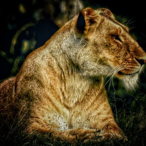 Engrossed Lioness