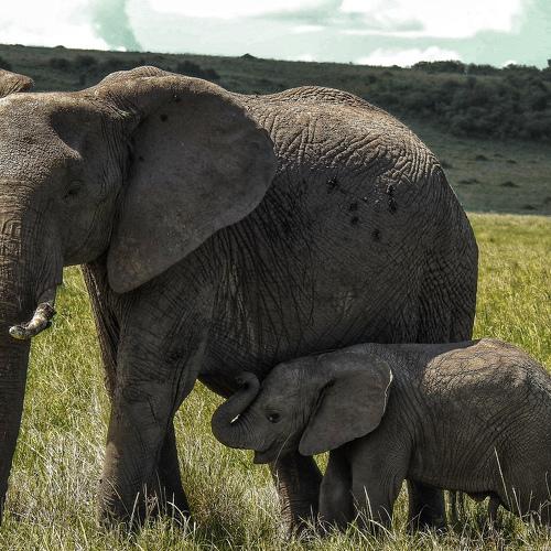 Mother Nature,A mothers care
