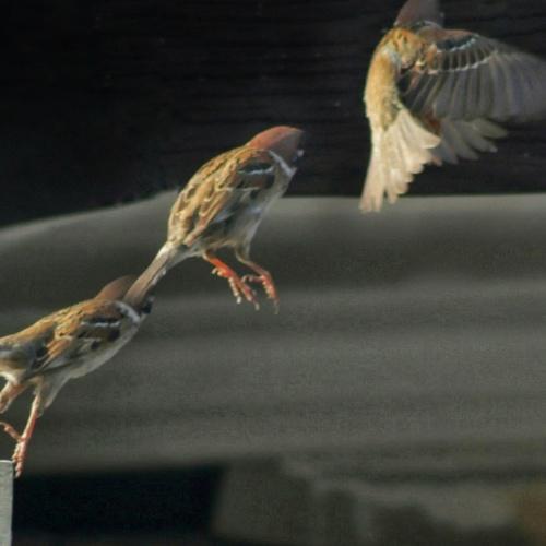 House Sparrow
