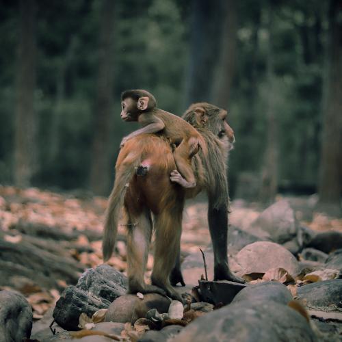 The safest place is mother's back