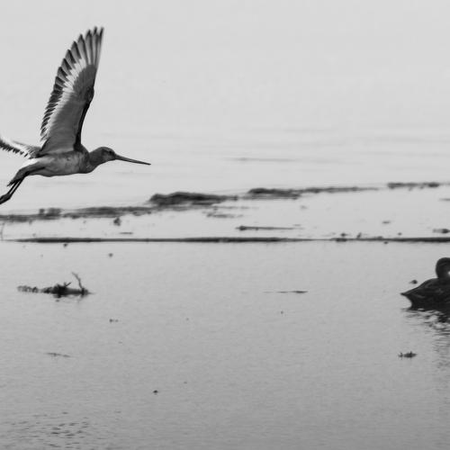 Free flying