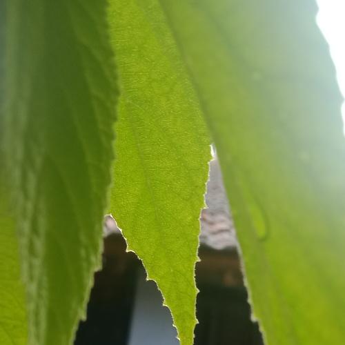 After rain fresh  leaves one drop rain water