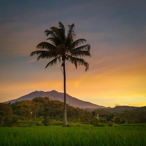 Coconut Trees