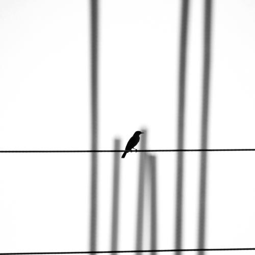Lone bird