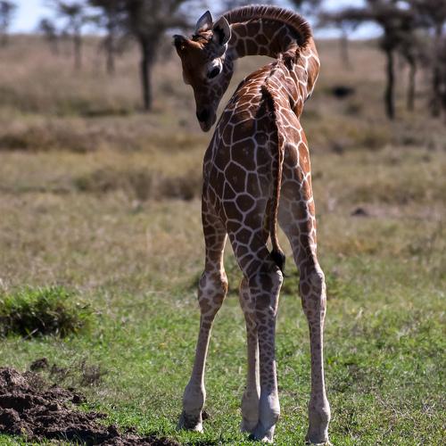 Reticulated Giraffe Calf