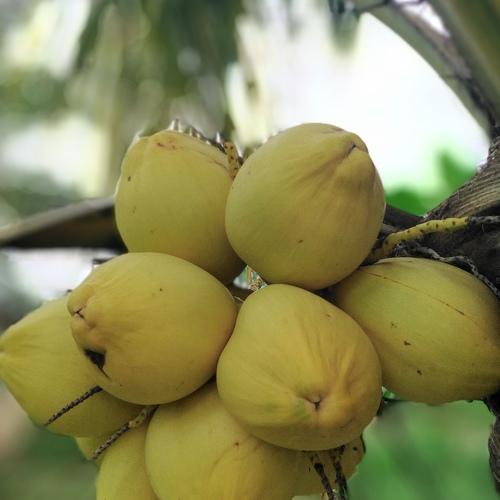 Fresh Coconut