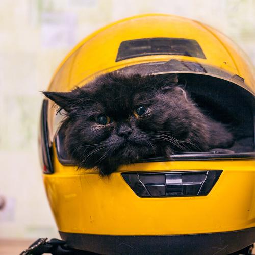 Кошка  Гагарина