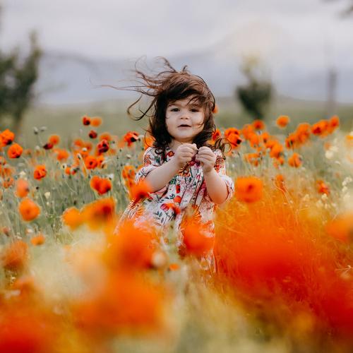 In field of poppies