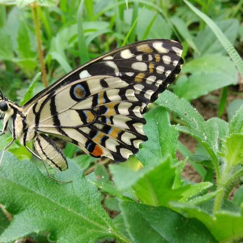 Butterfly