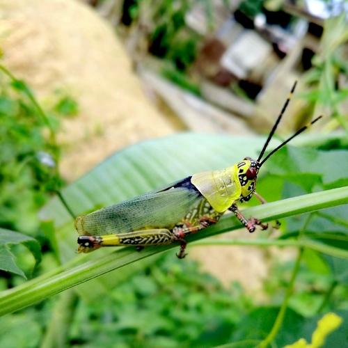 Locust