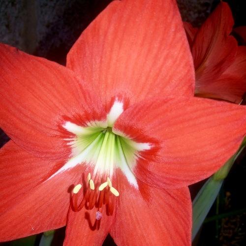 Flower my garden
