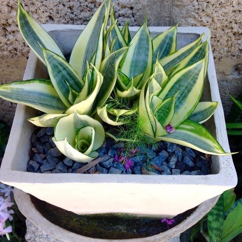 Plant me a garden