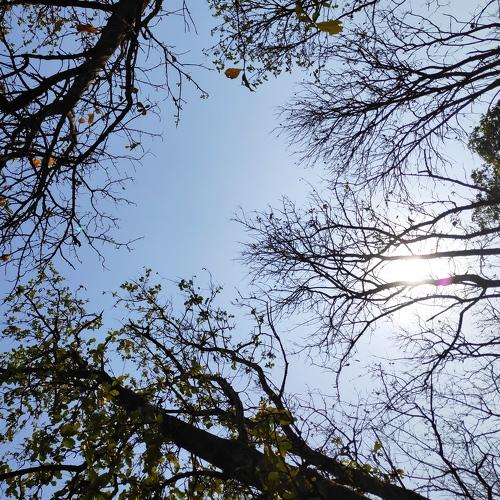 Shades of tree beauty