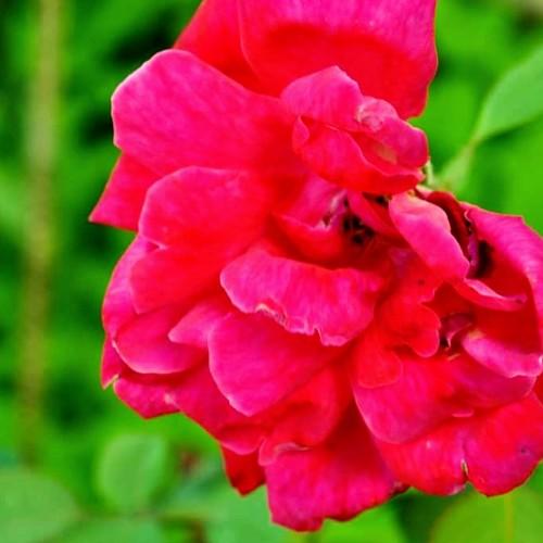 Rose is beautiful real beauty