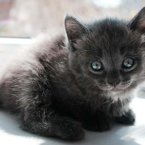 Photo #3285120