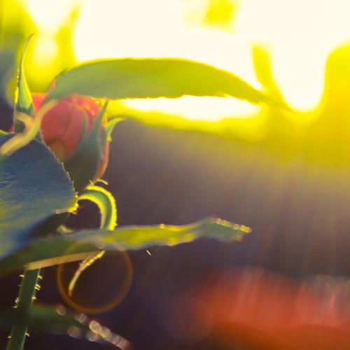 Rose in sunlight