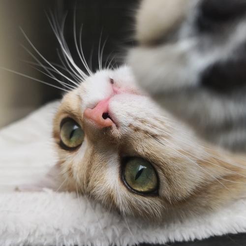 Softy purring...