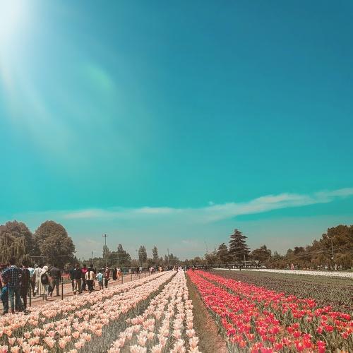 In this picture Tulip garden