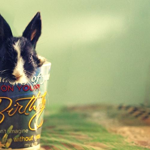Rabbit in the cup
