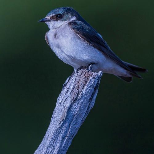 Golondrina Manglera