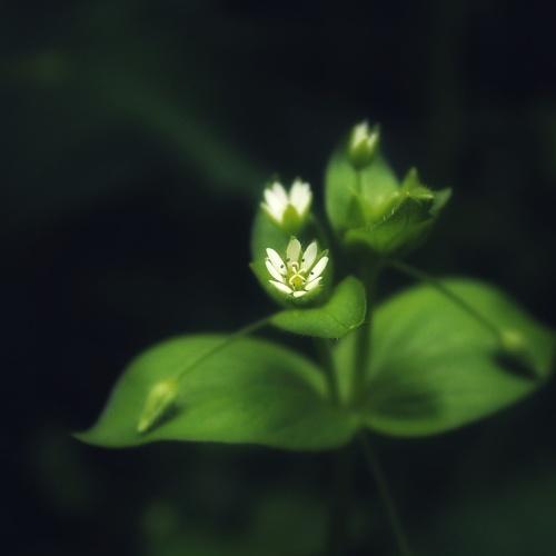 The Flower