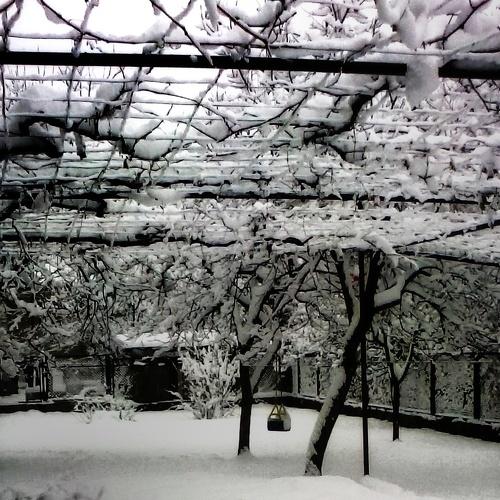 Snow Garden