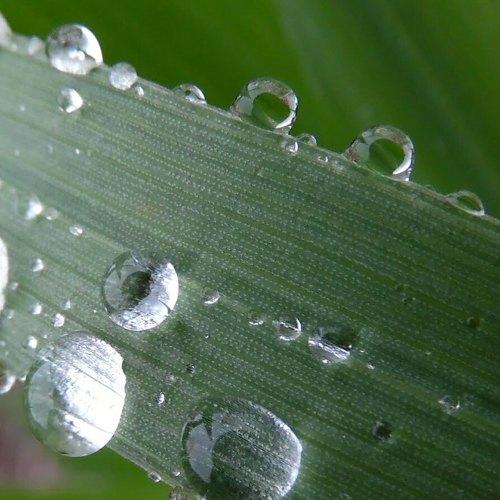 Dew