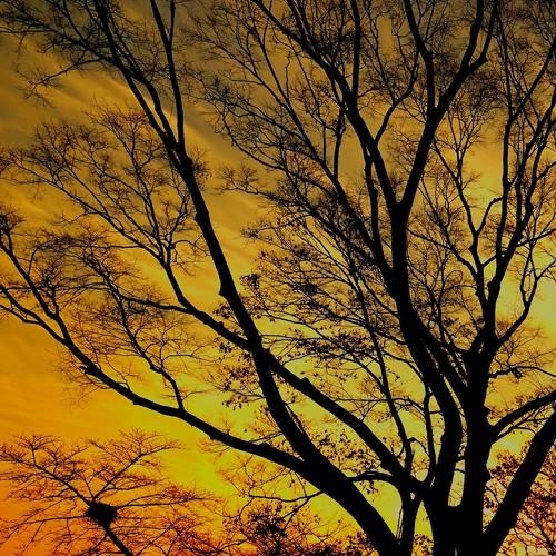Silhouette at sunset