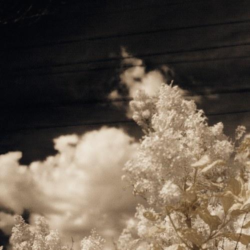 cloud-tree