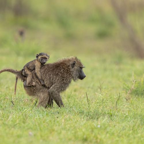 baboon baby safari