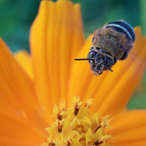 macro