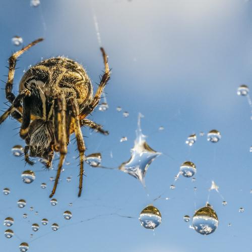 La Araña