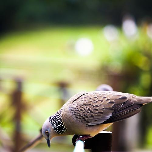 Spotted Dove