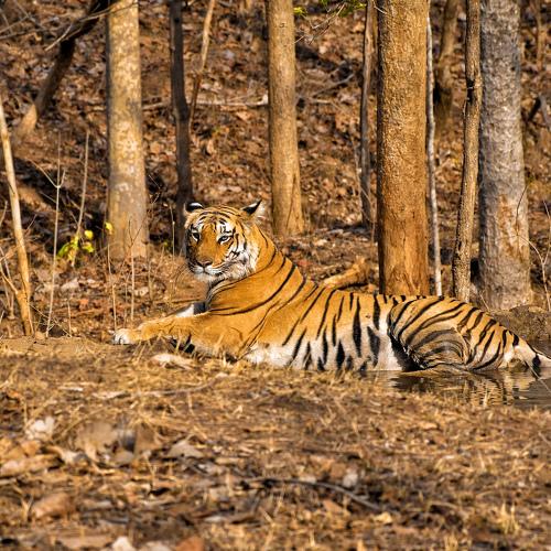 Bengal Tiger