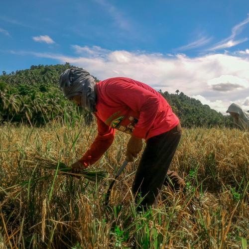 The Harvest