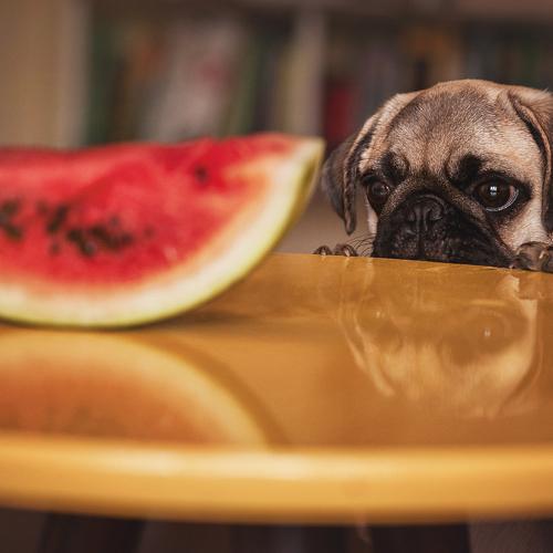 Pug Jackson