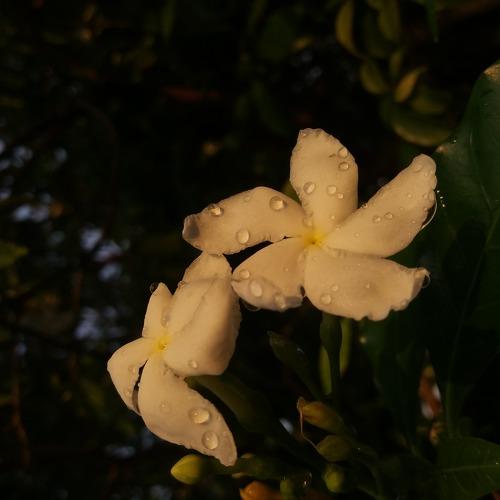 Photo #3292268