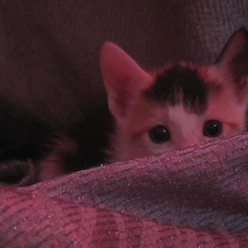 Cat cat cat