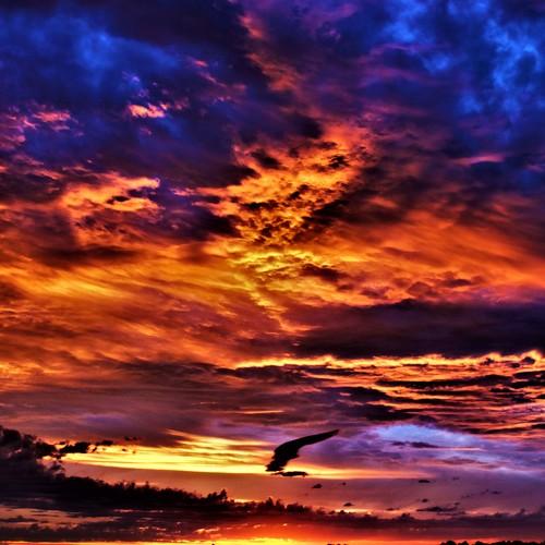 ALIEN SUNSET