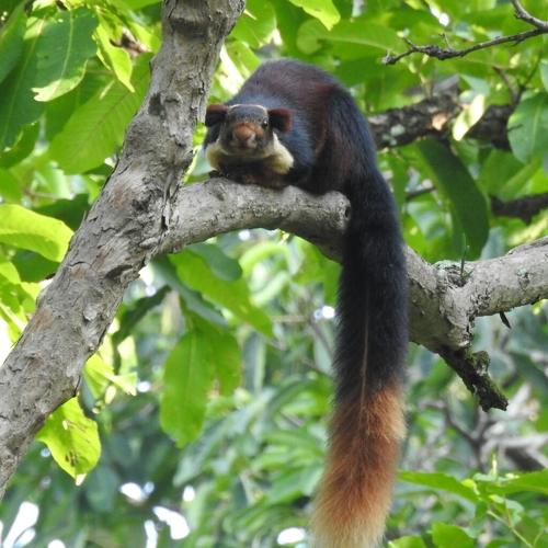 Malabar Giant Squirrel