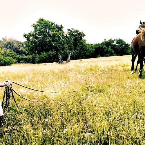 Kid and his horses at savannah