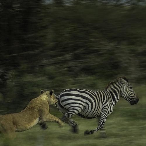 Just Missed!!!