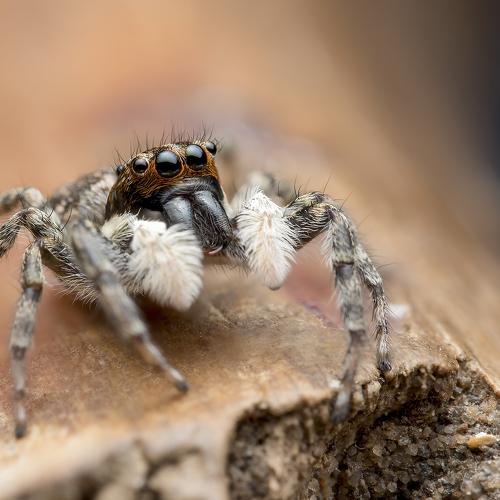 Menemerus semilimbatus - salticidae - jumping spider