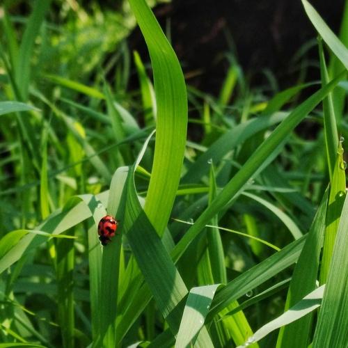 lady bird