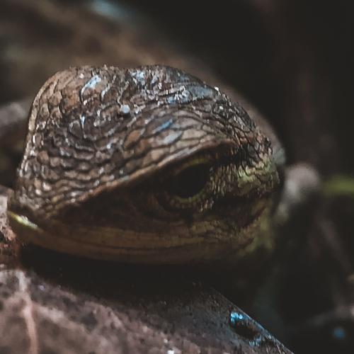 Lizard