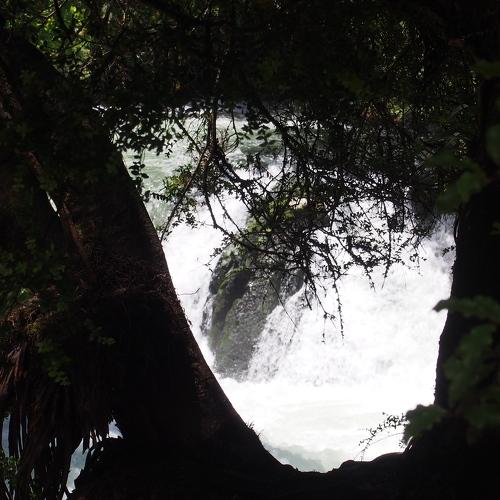 Glimpses through branches