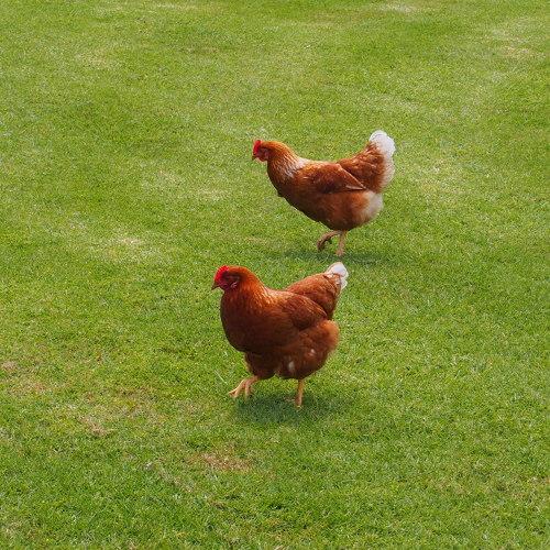 Synchronized walking