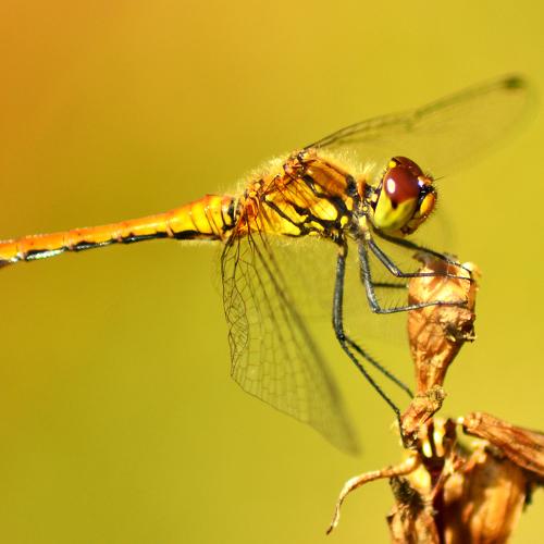 Стрекоза.