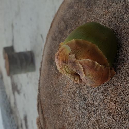 Baby coconut...