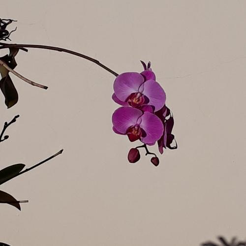 Urban orchid